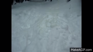 dog pops out of snow