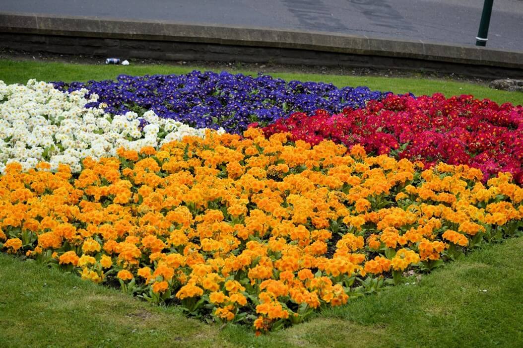 Flowers
