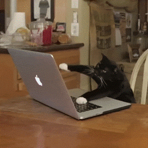 Cat using laptop